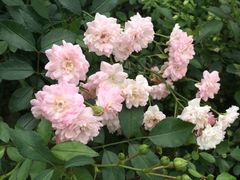 -松山湖梦幻百花洲