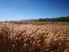 -野鸭湖国家湿地公园