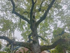 -广州中山纪念堂