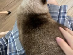 -李小姐の猫咖啡馆(五角场店)