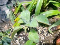 -北京植物园-展览温室