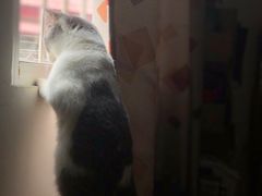 -瑞派宠物医院(搏威敦和院)