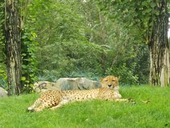 -北京野生动物园