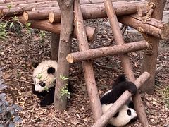 -都江堰中华大熊猫苑