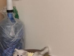 -屋虎猫馆(宝安大仟里店)
