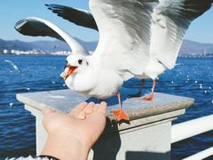 -滇池海埂公园