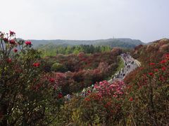 -贵州百里杜鹃风景名胜区