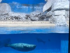 -海合安天津极地海洋公园