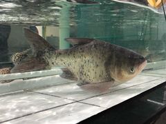 -沙田台山海鲜·酣客酒窖