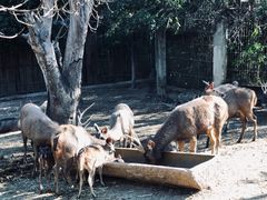 -清迈夜间动物园