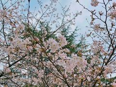 -武汉大学-樱园