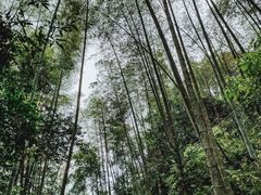 -九龙江国家森林公园