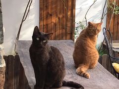 -喵屿·大理花园猫咖