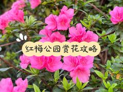 -红梅公园