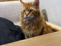 -藏猫猫咖啡主题馆(中央大道店)