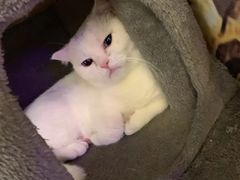 -猫小院猫主题餐厅(三里屯店)