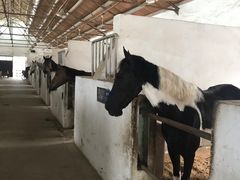 -松声马术俱乐部