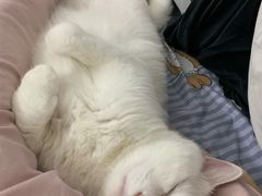 -爱诺耐芙动物医院(万博店)