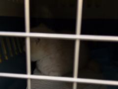 -pd派德宠物中心医院24H急重症·眼科中心·血液透析中心(嵩山北路店)