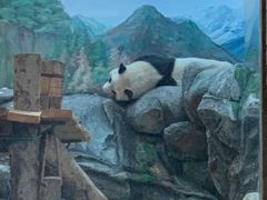-武汉动物园