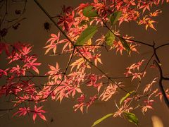 -八大山人梅湖景区