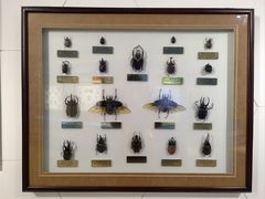 -上海昆虫博物馆