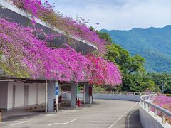-深圳仙湖植物园