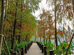 -重庆彩云湖湿地公园