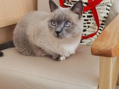 -鼓捣猫呢主题猫咖店