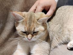 -猫和宫(六道口店)