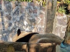 -都江堰中华大熊猫苑