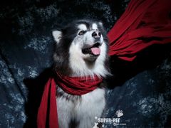 -超宠爱宠物摄影-Super pet