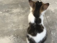 -楼上猫咖(罗湖店)
