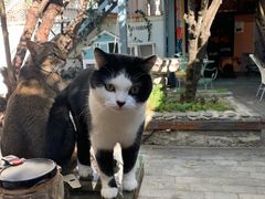 -喵屿·大理花园猫咖