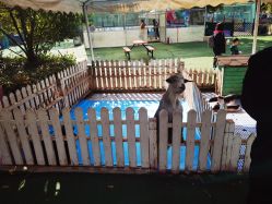 -萌宠亲子动物乐园(槐房万达店)