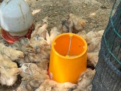 -马陆小张葡萄园农家乐