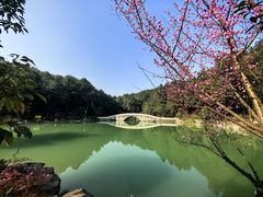 -铁山坪森林公园