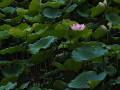 -荔湾湖公园