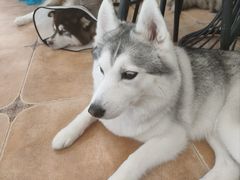 -Let's go狗咖·猫咖·奶狗·桌游(春熙路IFS店)