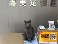-嘉美宠物医院