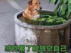 -鲜芋仙Meet Fresh(五道口店)