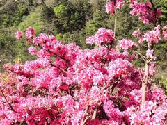 -木兰云雾山