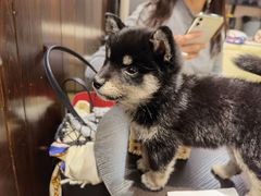 -逗柴咖啡屋·狗咖猫咖宠物桌游