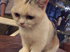 -吉丁鸟咖·异宠·寄养