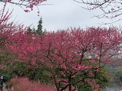 -重庆彩云湖湿地公园