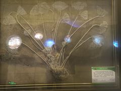 -诸城市恐龙博物馆