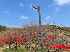 -苏州上方山国家森林公园
