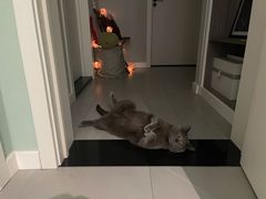 -宠爱国际动物医院· 猫科· 外科·中兽医(长白店)