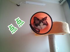 -谐和贝康宠物医院24小时·宠保定点(急重症转诊中心)
