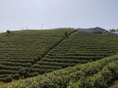 -帐篷客·溪龙茶谷度假酒店